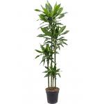 Dracaena Fragrans Janet Lind L 170 cm kamerplant