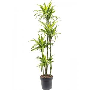 Dracaena Fragrans Lemon Lime XL 160 cm kamerplant