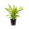 Dracaena Fragrans Lemon Lime XS 90 cm kamerplant