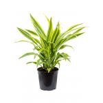 Dracaena Fragrans Lemon Lime XS 90 cm kamerplant