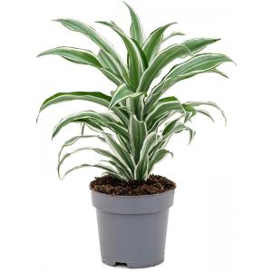 Dracaena Fragrans White Jewel 40 cm kamerplant