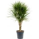 Dracaena Marginata L 130 cm kamerplant