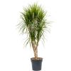 Dracaena Marginata XL 160 cm kamerplant