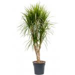 Dracaena Marginata XL 160 cm kamerplant