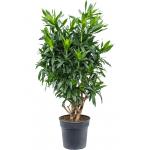 Pleomele Dracaena Reflexa M 130 cm kamerplant