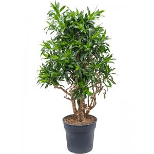 Pleomele Dracaena Reflexa Song of Jamaica M 140 cm kamerplant