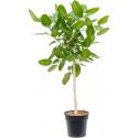 Ficus Benghalensis Audrey L 130 cm kamerplant