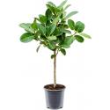 Ficus Benghalensis Audrey S 90 cm kamerplant