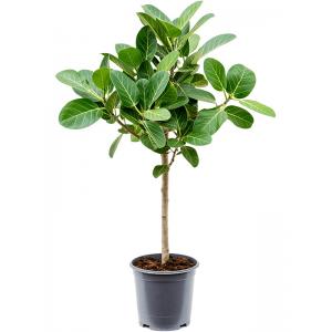 Ficus Benghalensis Audrey S 90 cm kamerplant