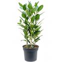 Ficus Benghalensis Audrey XL 140 cm kamerplant