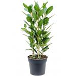Ficus Benghalensis Audrey XL 140 cm kamerplant