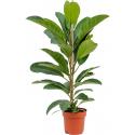 Ficus Benghalensis Roy 70 cm kamerplant
