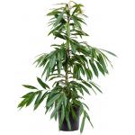 Ficus Binnendijkii Amstel King M 120 cm kamerplant