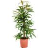 Ficus Binnendijkii Amstel King S 100 cm kamerplant
