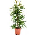 Ficus Binnendijkii Amstel King S 100 cm kamerplant