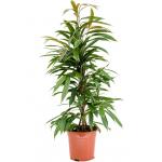 Ficus Binnendijkii Amstel King S 100 cm kamerplant