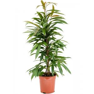 Ficus Binnendijkii Amstel King S 100 cm kamerplant