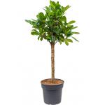 Ficus Cyathistipula M 140 cm kamerplant