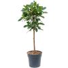 Ficus Cyathistipula S 130 cm kamerplant