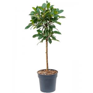 Ficus Cyathistipula S 130 cm kamerplant