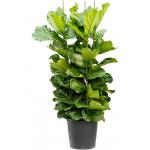 Ficus Cyathistipula XL 170 cm kamerplant