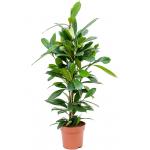 Ficus Cyathistipula XS 90 cm kamerplant