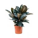 Ficus Elastica Abidjan S 55 cm kamerplant