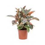 Ficus Elastica Belize 60 cm kamerplant