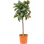 Ficus Elastica Robusta L 140 cm kamerplant