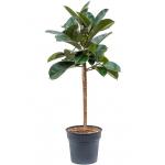 Ficus Elastica Robusta M 140 cm kamerplant