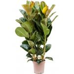 Ficus Elastica Robusta S 130 cm kamerplant