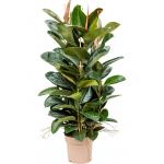 Ficus Elastica Robusta XL 150 cm kamerplant