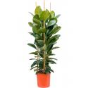 Ficus Elastica Robusta XXL160 cm kamerplant