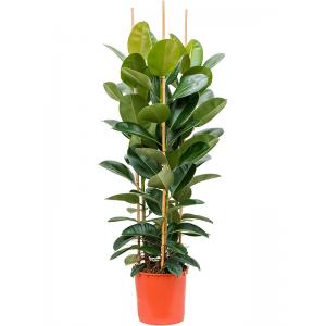 Ficus Elastica Robusta XXL160 cm kamerplant