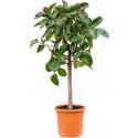 Ficus Elastica Robusta XXXL 160 cm kamerplant