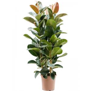 Ficus Elastica Robusta XXXXL 165 cm kamerplant