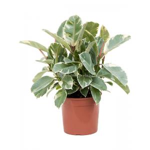 Ficus Elastica Tineke XS 60 cm kamerplant