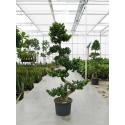 Bonsai Ficus Microcarpa Compacta 240 cm kamerplant