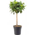 Ficus Rubiginosa Australis 90 cm kamerplant