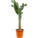 Cactus Opuntia Consolea L 110 cm kamerplant