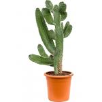Cactus Opuntia Consolea M 100 cm kamerplant