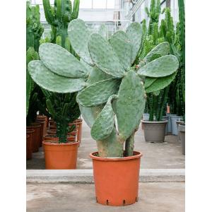 Cactus Opuntia Indica L 120 cm kamerplant