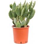 Cactus Opuntia Vulgaris M 80 cm kamerplant