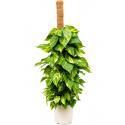 Scindapsus Epipremnum Aureum 100 cm L kamerplant