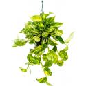 Scindapsus Epipremnum Aureum 30 cm XS hangplant