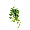 Scindapsus Epipremnum Aureum 50 cm M hangplant