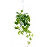 Scindapsus Epipremnum Aureum 50 cm M hangplant