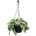 Scindapsus Pictus 30 cm XS hangplant