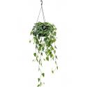 Scindapsus Pictus Argyraeus 40 cm hangplant
