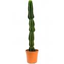 Euphorbia Cactus Abyssinica M 110 cm kamerplant